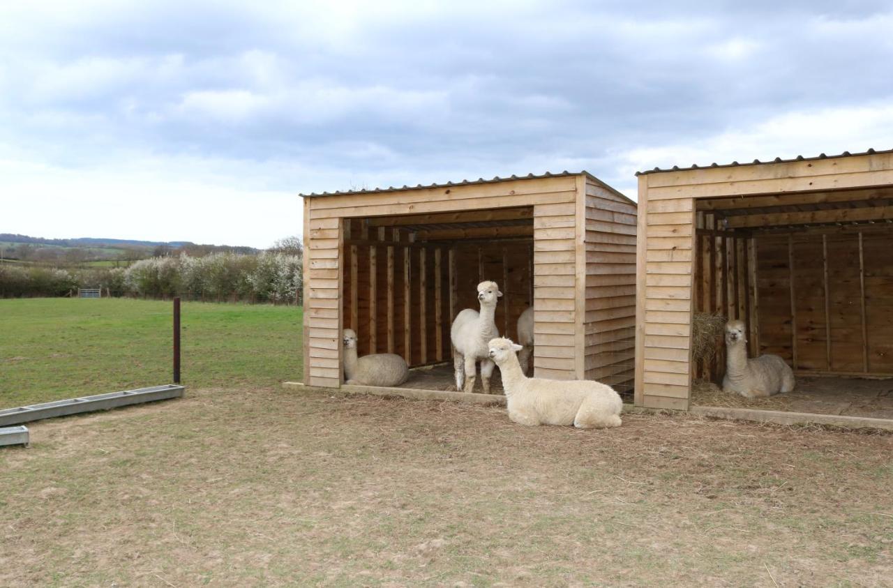 Hébergement de vacances Dartmoor Reach Alpaca Farm Heated 5 Mins Drive To Dartmoor