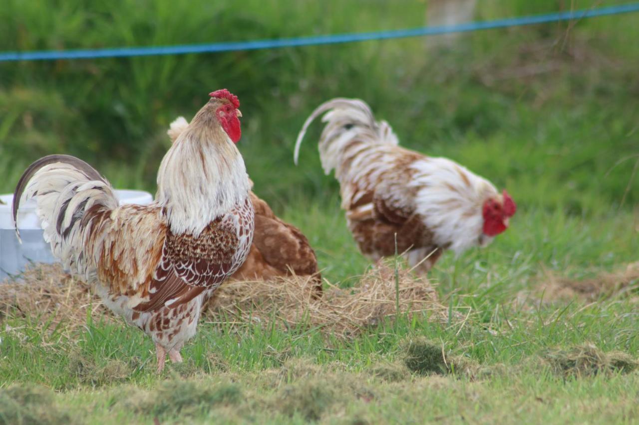 Casa vacanze Dartmoor Reach Alpaca Farm Heated 5 Mins Drive To Dartmoor *