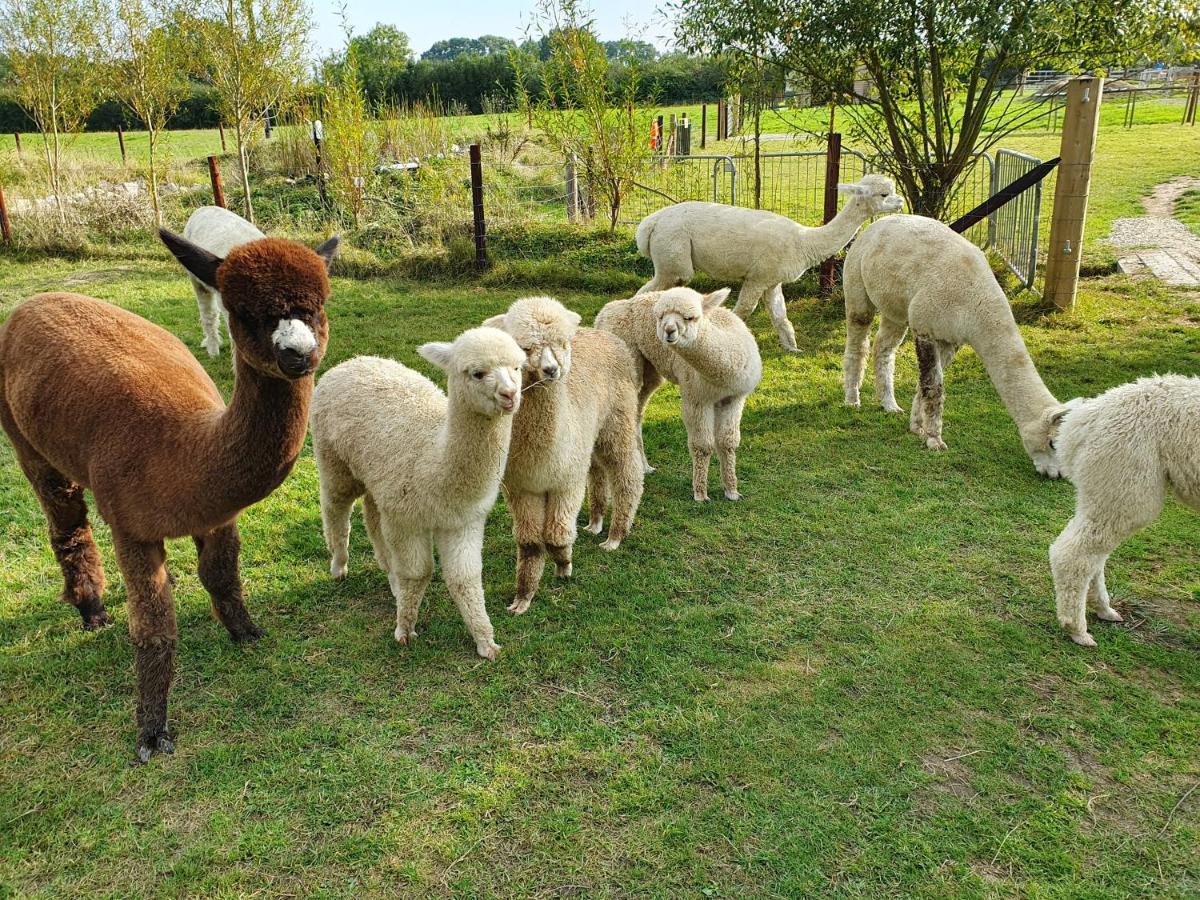 Hébergement de vacances Dartmoor Reach Alpaca Farm Heated 5 Mins Drive To Dartmoor *