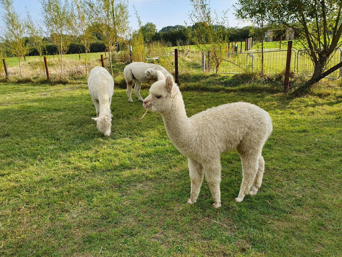 Dartmoor Reach Alpaca Farm Heated 5 Mins Drive To Dartmoor Hébergement de vacances *