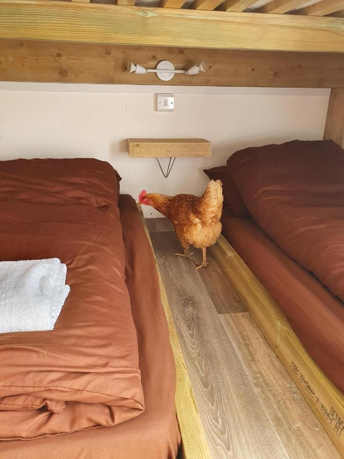 Dartmoor Reach Alpaca Farm Heated 5 Mins Drive To Dartmoor Hébergement de vacances Bovey Tracey
