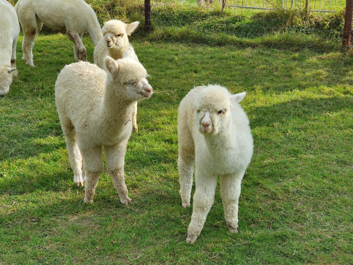 Dartmoor Reach Alpaca Farm Heated 5 Mins Drive To Dartmoor Casa vacanze Bovey Tracey