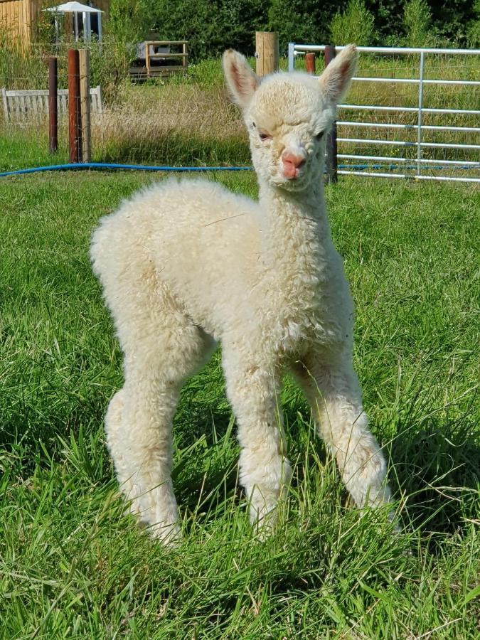 Dartmoor Reach Alpaca Farm Heated 5 Mins Drive To Dartmoor Bovey Tracey