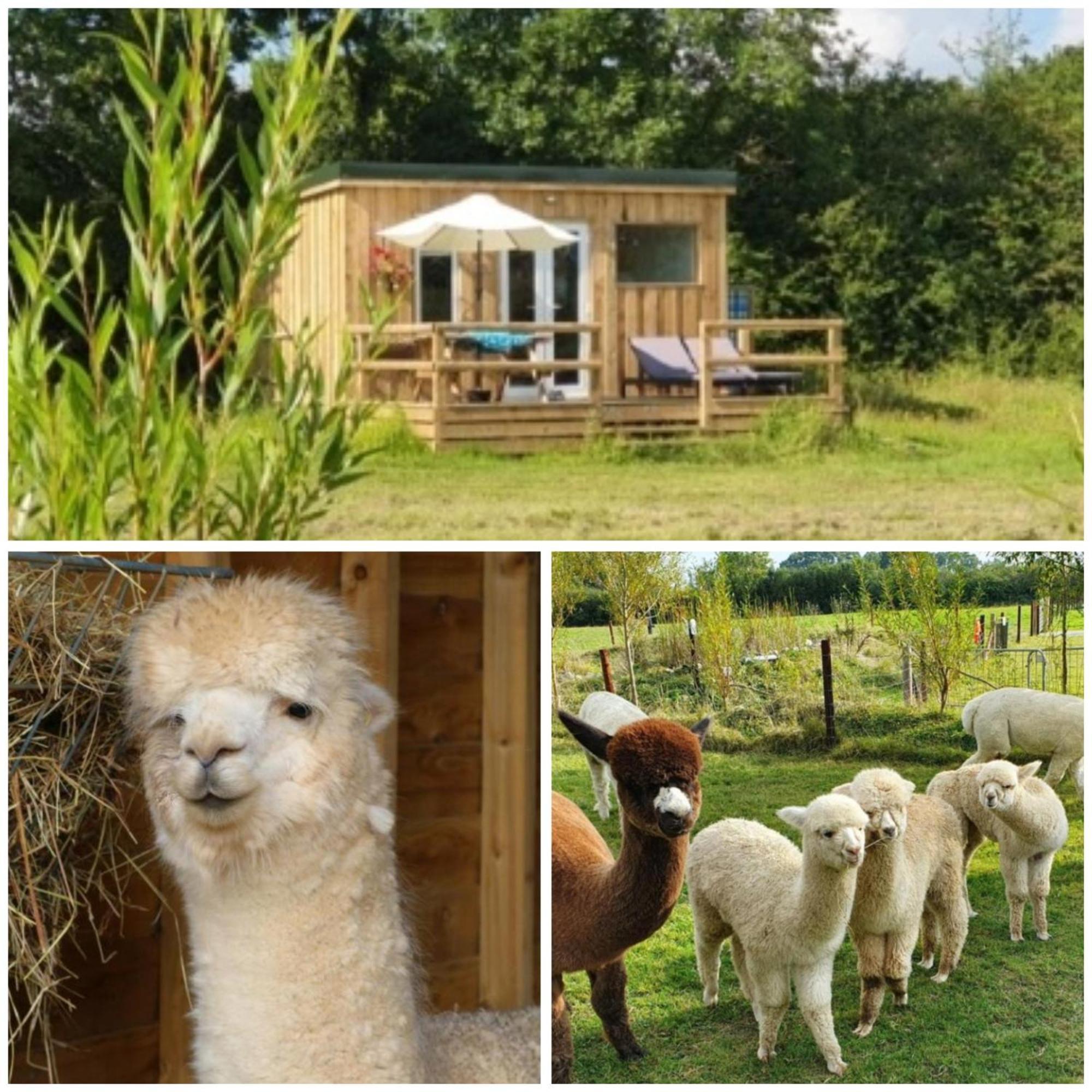 Hébergement de vacances Dartmoor Reach Alpaca Farm Heated 5 Mins Drive To Dartmoor *