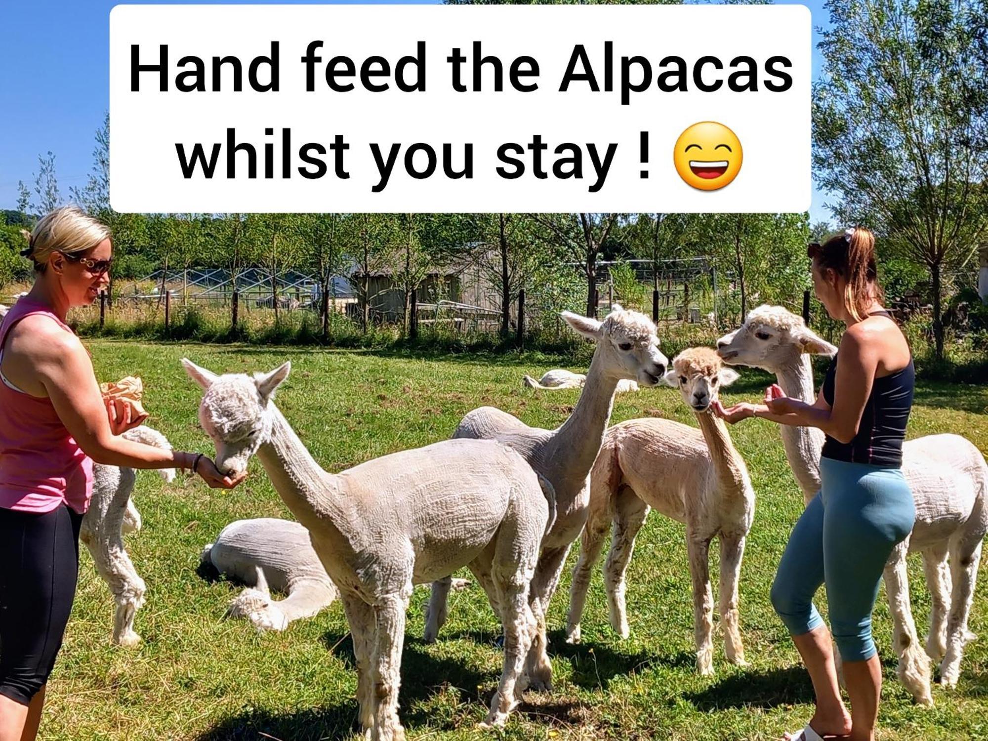 Dartmoor Reach Alpaca Farm Heated 5 Mins Drive To Dartmoor