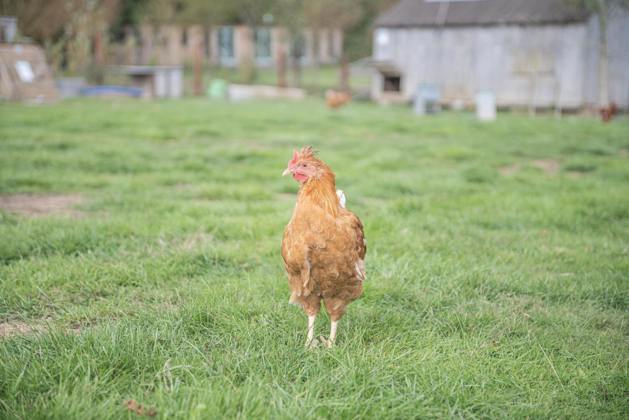 Hébergement de vacances Dartmoor Reach Alpaca Farm Heated 5 Mins Drive To Dartmoor