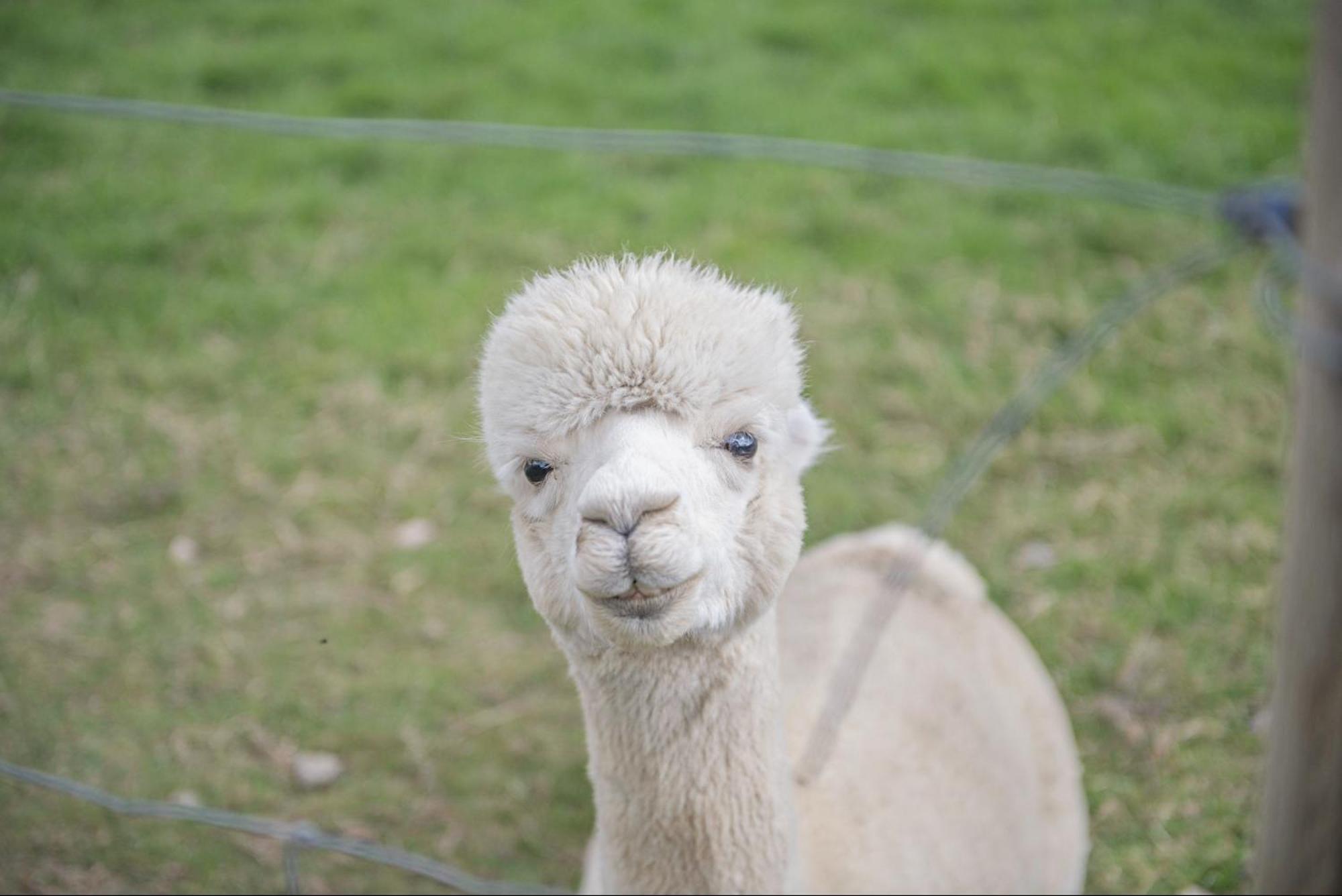 Dartmoor Reach Alpaca Farm Heated 5 Mins Drive To Dartmoor *