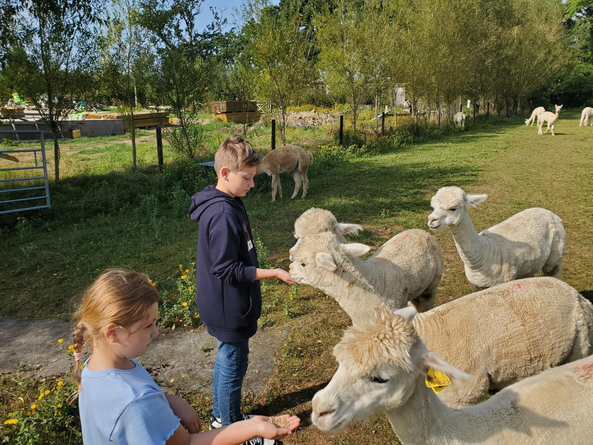 Hébergement de vacances Dartmoor Reach Alpaca Farm Heated 5 Mins Drive To Dartmoor *
