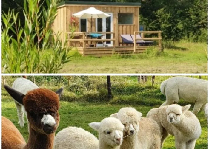 Dartmoor Reach Alpaca Farm Heated Cabins 5 Mins Drive To Dartmoor