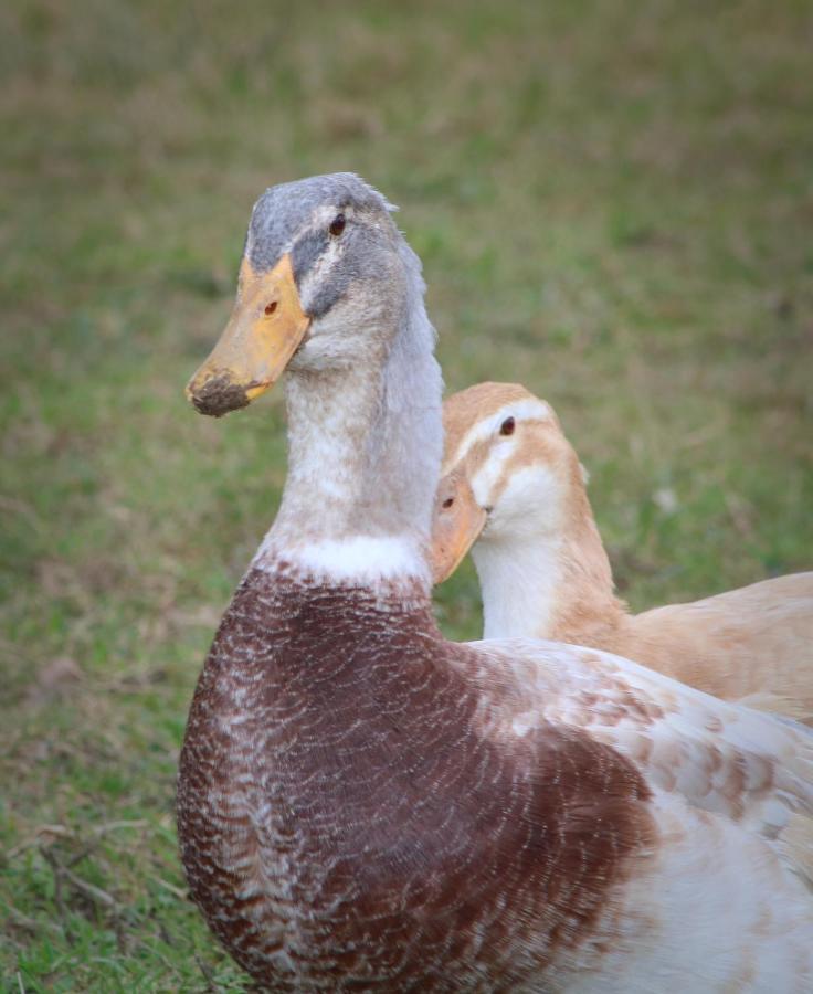 Dartmoor Reach Alpaca Farm Heated 5 Mins Drive To Dartmoor Дом отдыха Бови-Трейси