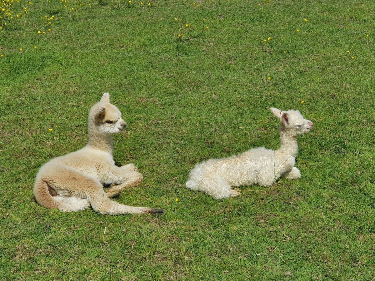 Dartmoor Reach Alpaca Farm Heated 5 Mins Drive To Dartmoor * Бови-Трейси