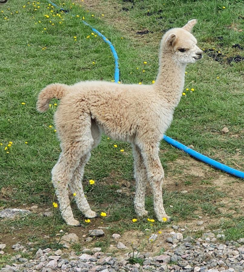 Dartmoor Reach Alpaca Farm Heated 5 Mins Drive To Dartmoor *
