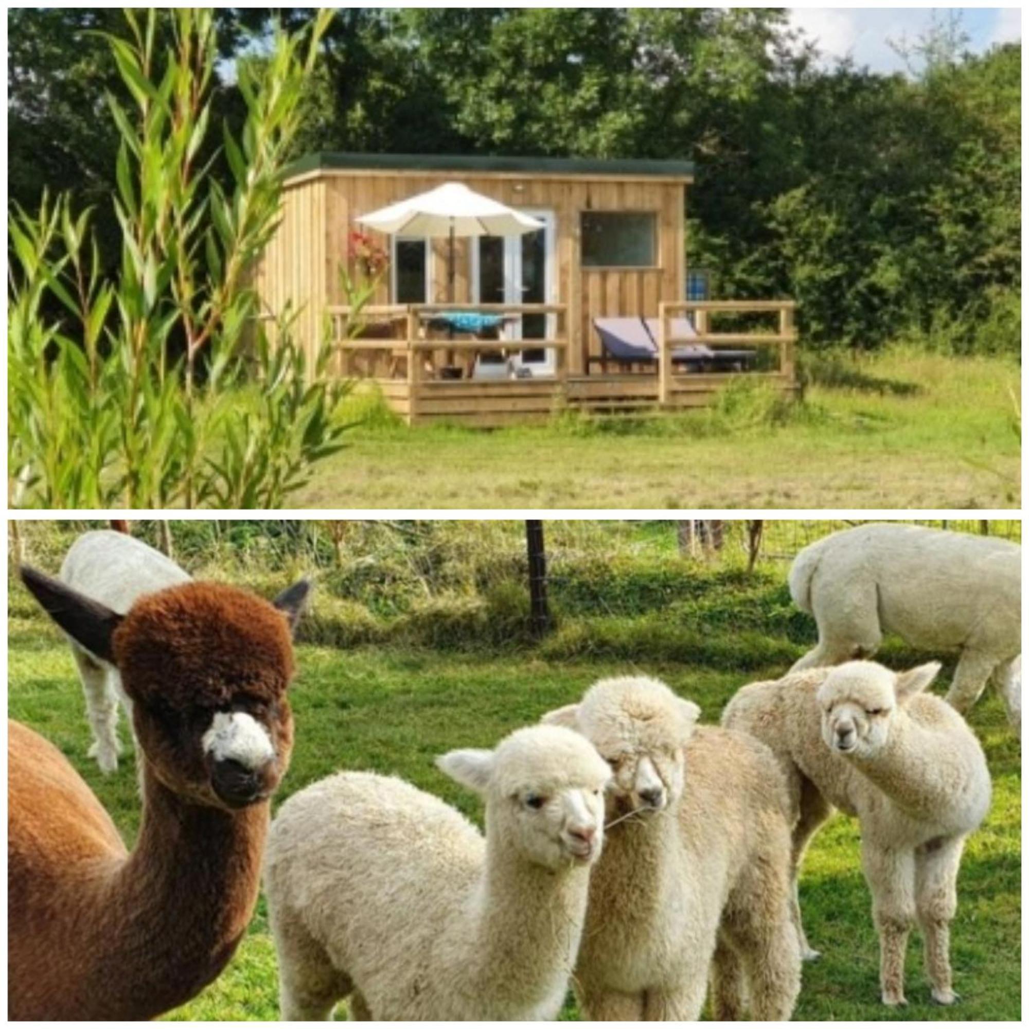 Dartmoor Reach Alpaca Farm Heated 5 Mins Drive To Dartmoor