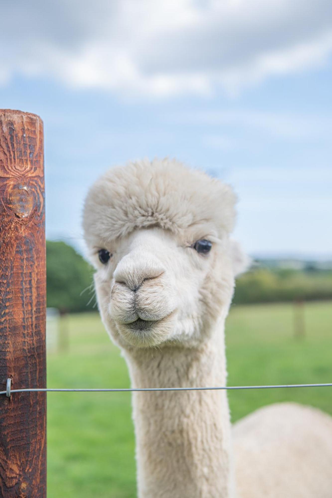 Дом отдыха Dartmoor Reach Alpaca Farm Heated 5 Mins Drive To Dartmoor Бови-Трейси